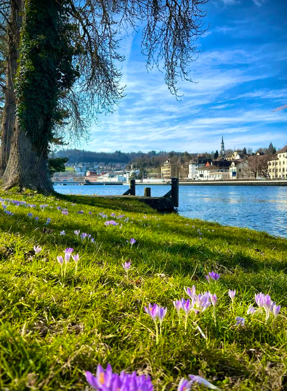 Spring pictures 2025. A spring picture from Schaffhausen.