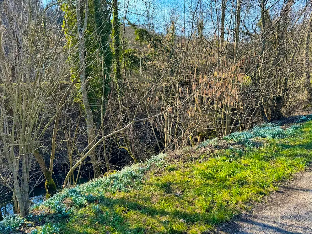 Spring pictures 2025. It's already in bloom in Rorbas in the Zurich Unterland.