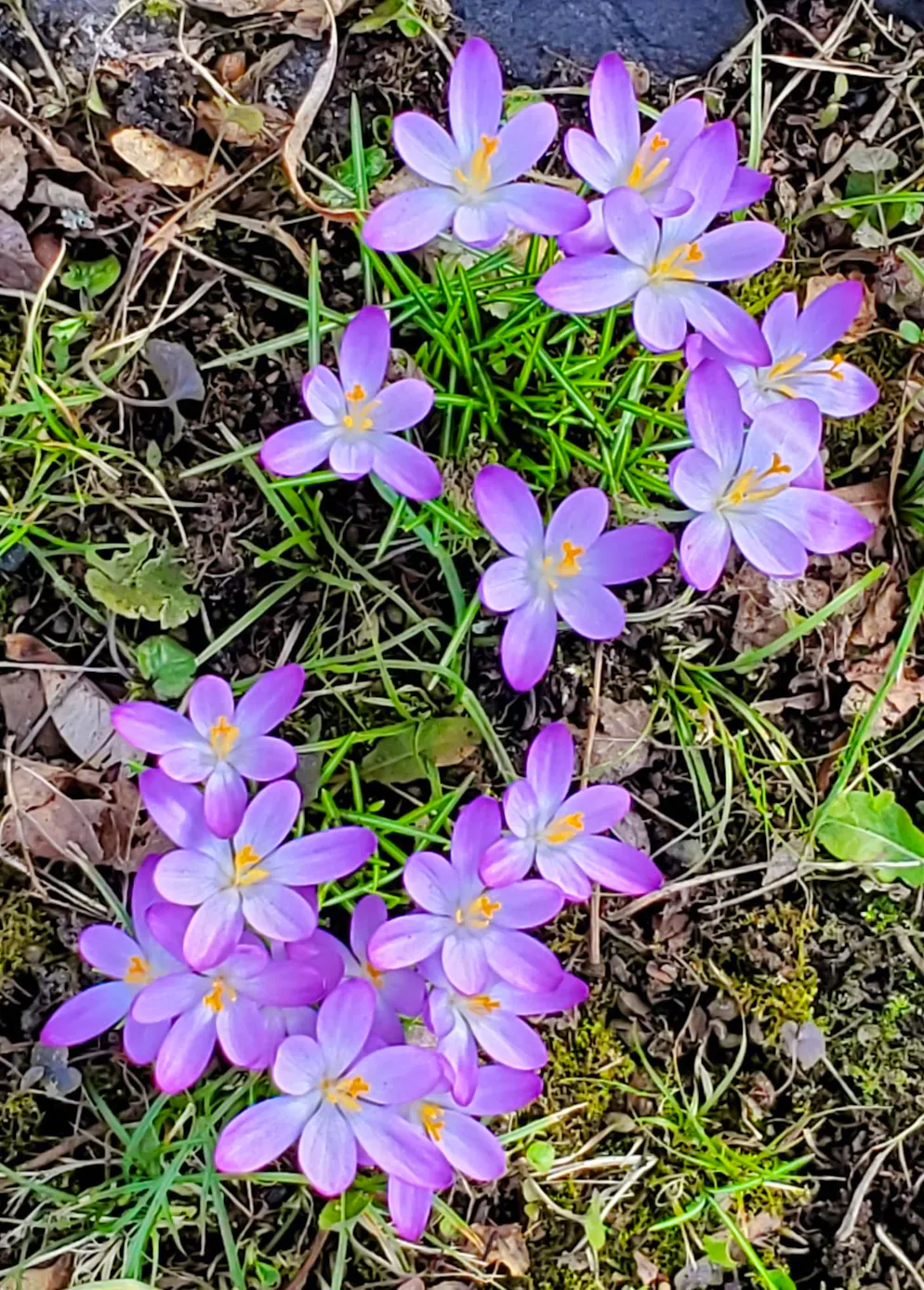 Frühlingsbilder 2025. Blümchen dürfen natürlich auch nicht fehlen: Krokusse auf Wiese in Riehen.