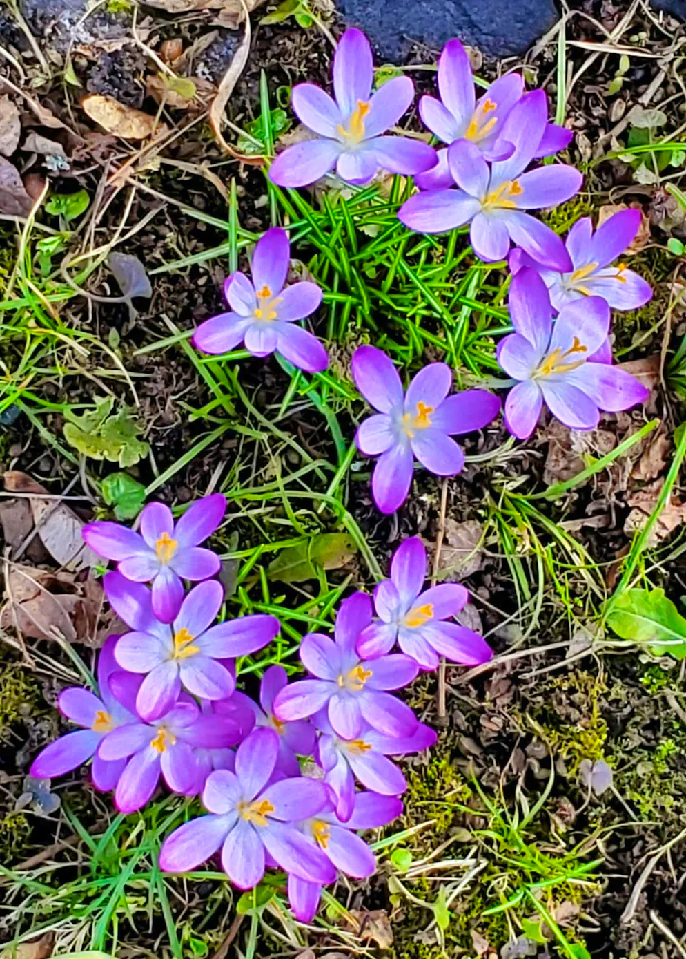 Spring pictures 2025. Of course, flowers are also a must: Crocuses in a meadow in Riehen.