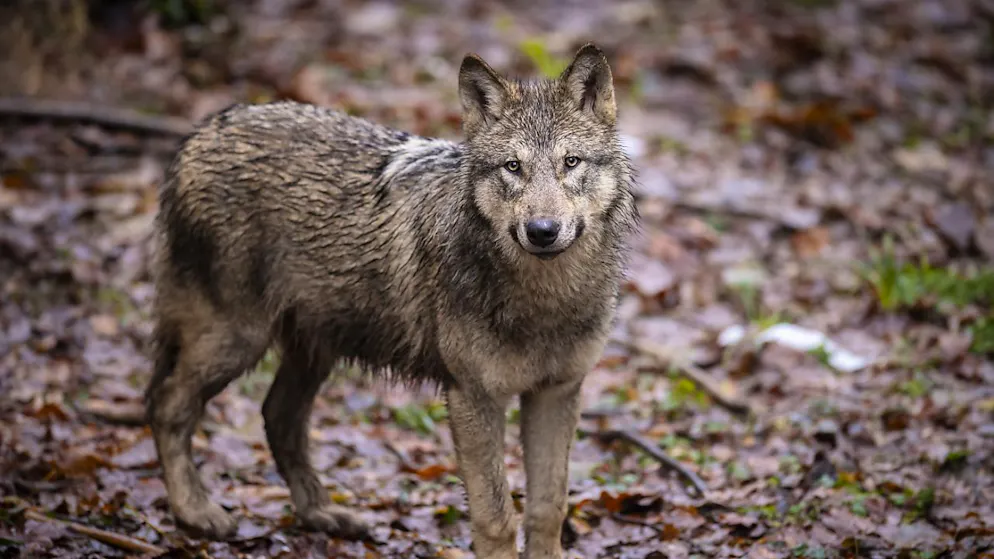48 Wölfe sind in Graubünden getötet worden, um die Nutztierschäden in der kommenden Weidesaison zu reduzieren.