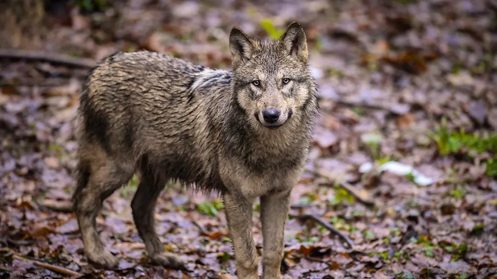 48 wolves have been killed in Graubünden to reduce livestock damage in the coming grazing season.