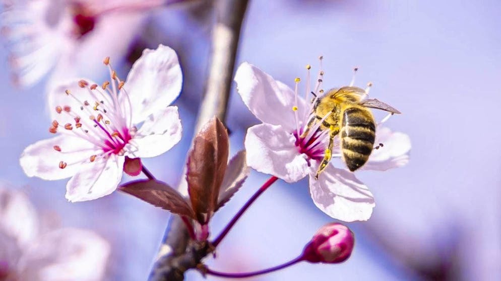 Thanks to mild winter months and an exceptionally warm March so far, spring has once again got a meteorological head start this year. (archive picture)