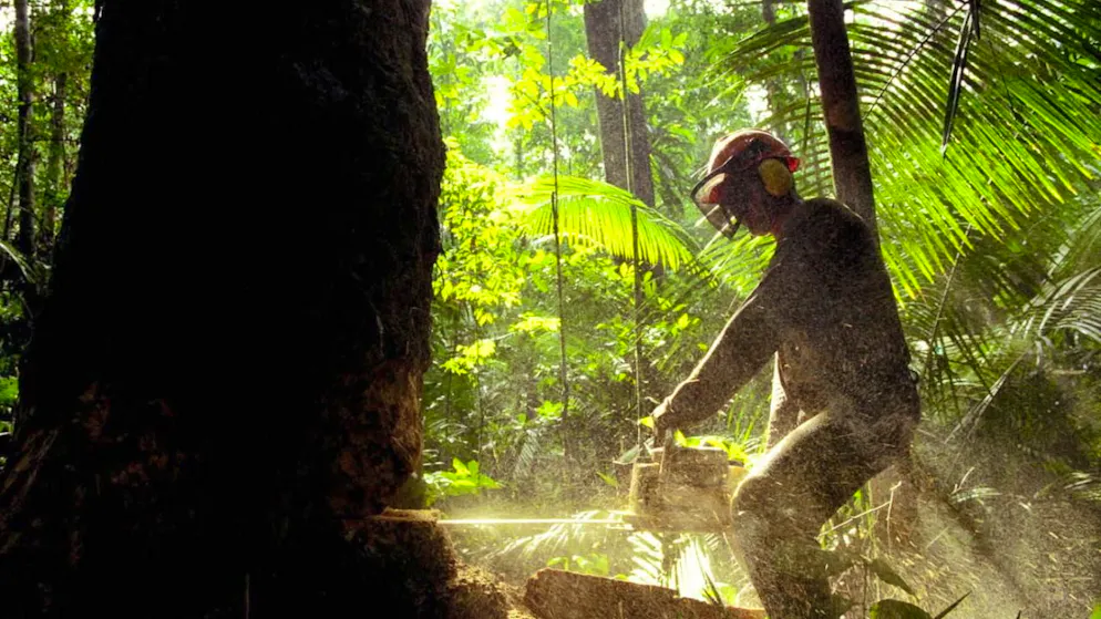 Brésil. Forte chute de la déforestation en Amazonie en février