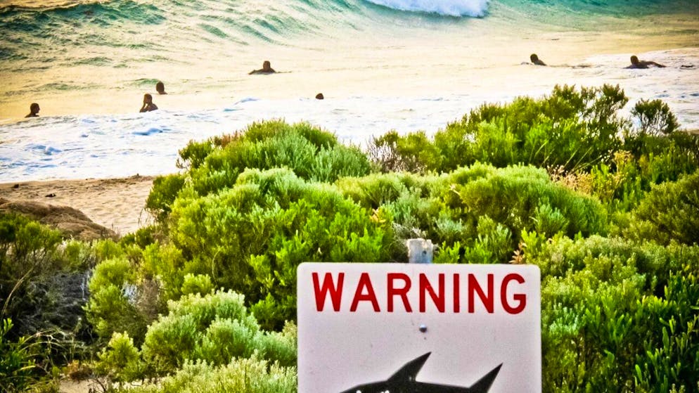 Choc en Australie. Un requin tue un surfeur, troisième attaque mortelle