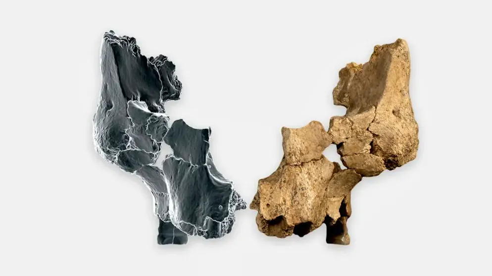 Fossile Gesichtsknochen aus einer Höhle in Nordspanien.