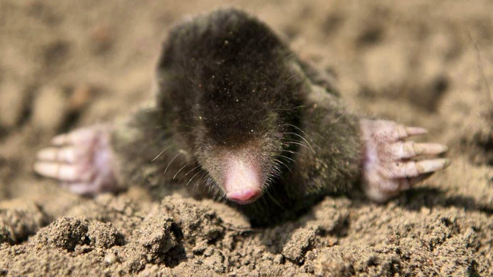 A single-colored, often brown fur is typical of today's nocturnal mammals such as moles. (archive picture)