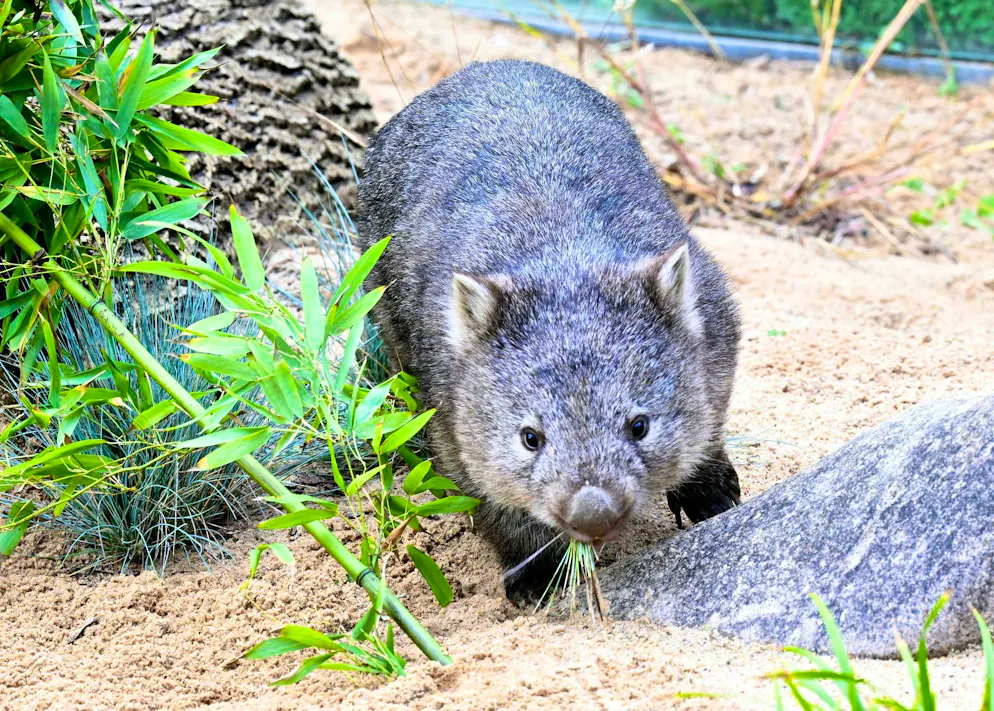 The baby wombat could have been injured in the action. (symbolic image)