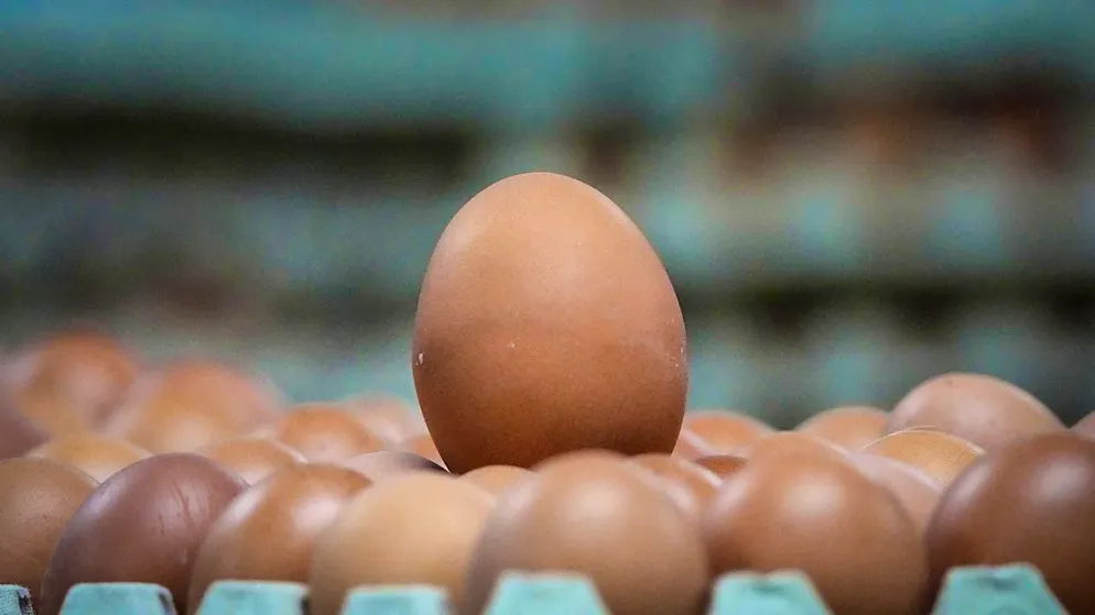 Following outbreaks of avian flu, eggs are scarce and expensive in the USA. (archive picture)