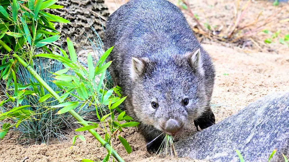 ARCHIVE - One of the two naked-nosed wombats explores the new enclosure at Wilhelma. The video of a US influencer who snatched a baby wombat from its mother has caused a stir in Australia. After nationwide outrage, the woman fled the country. Photo: Franziska Kraufmann/dpa
