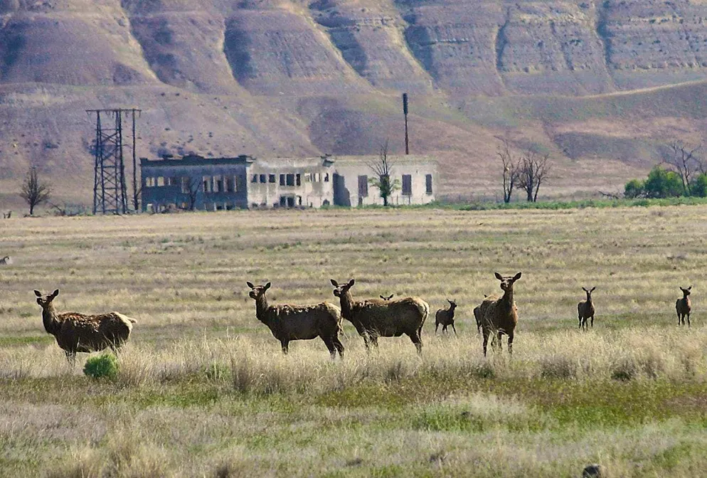 Traces of radioactivity could still be detected in the animals and plants around the Hanford Site nuclear complex on the Columbia River in the US state of Washington in the 21st century.