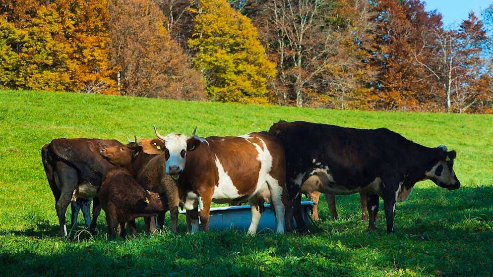 Pour pratiquer l'abattage à la ferme, les exploitations agricoles doivent obtenir une autorisation du canton et mener un travail en amont (archives).