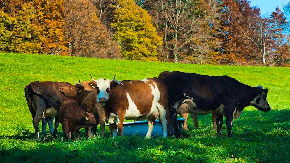 The authorities in the canton of Neuchâtel have discovered ten dead cows and calves as well as other neglected animals on a farm. (symbolic image)