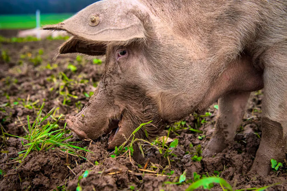 A man keeps two pigs in his garden. On Friday morning, he finds one dead with a gunshot wound (symbolic image)