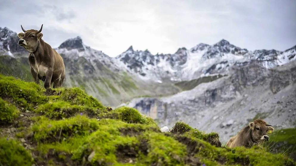 Looking at pictures of nature relieves pain, a brain study shows. (archive picture)