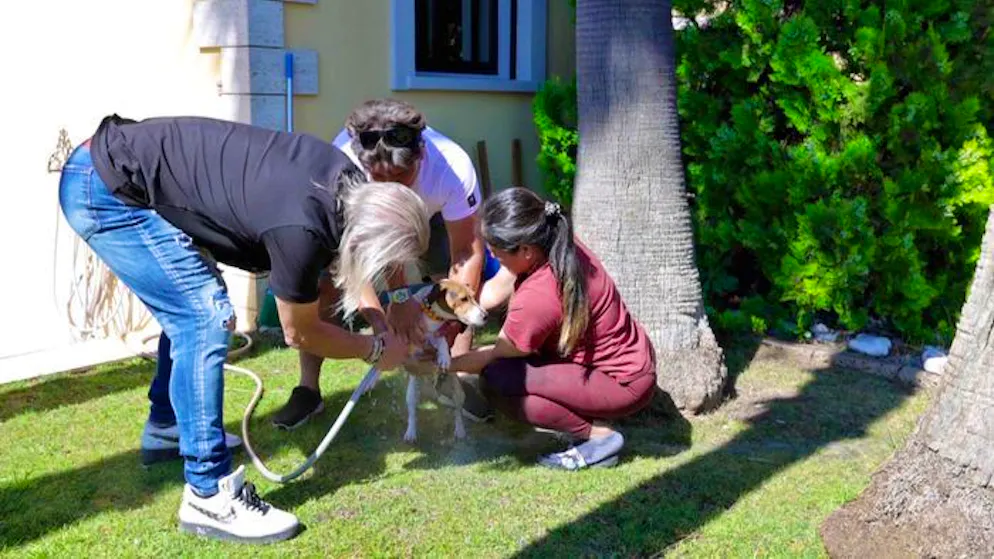 Baustellen-Chaos bei Familie Geiss. Familie Geiss kann den Terrier retten. Dem Vierbeiner ist nichts passiert. 