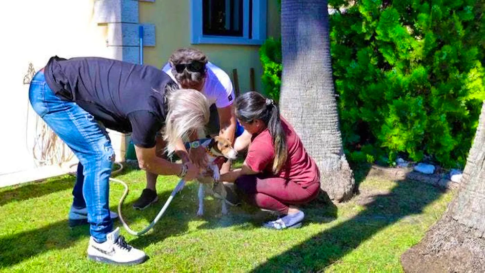 Construction site chaos with the Geiss family. The Geiss family is able to rescue the terrier. Nothing happened to the four-legged friend.