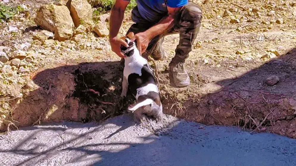 Baustellen-Chaos bei Familie Geiss. … und Hund Flash plumpst in die Betongrube.