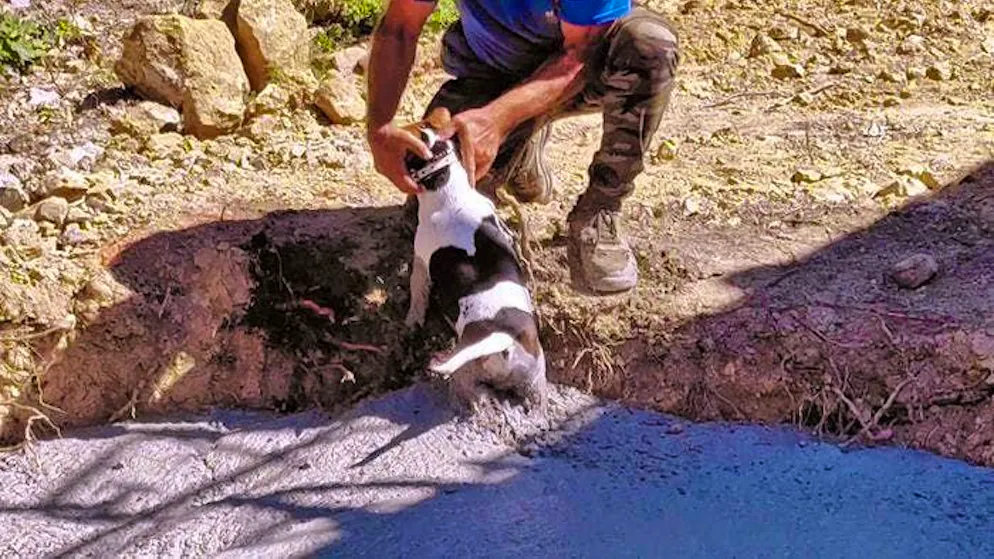 Construction site chaos with the Geiss family. ... and Flash the dog falls into the concrete pit.