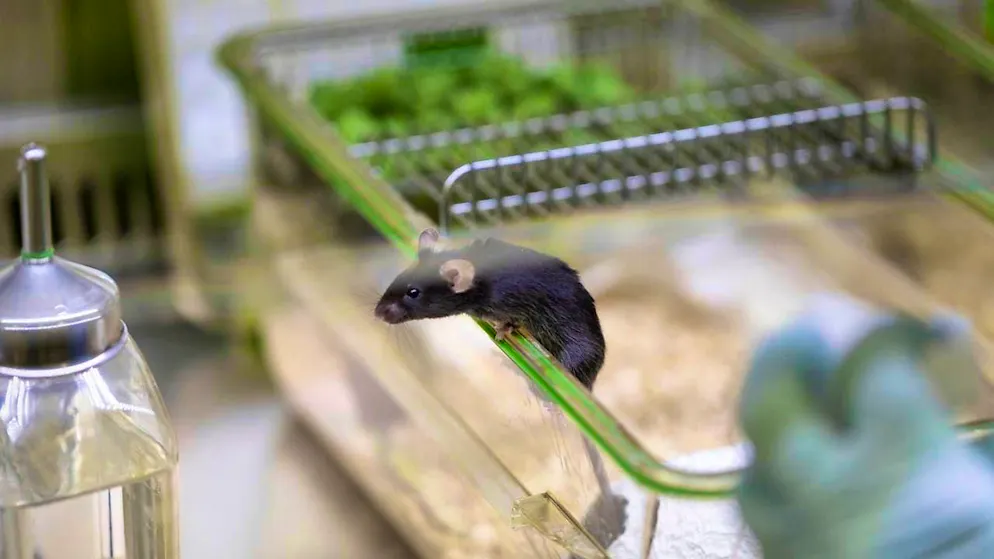 Instead of just one antibody, a new technology allows 25 drug candidates to be tested simultaneously in a single mouse. (archive picture)