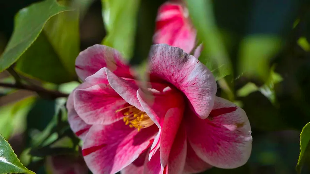 Locarno celebrates the camellia and the beginning of spring - Gallery. Oki-No-Nami is the name of this special camellia in the Parco delle Camelie in Locarno.