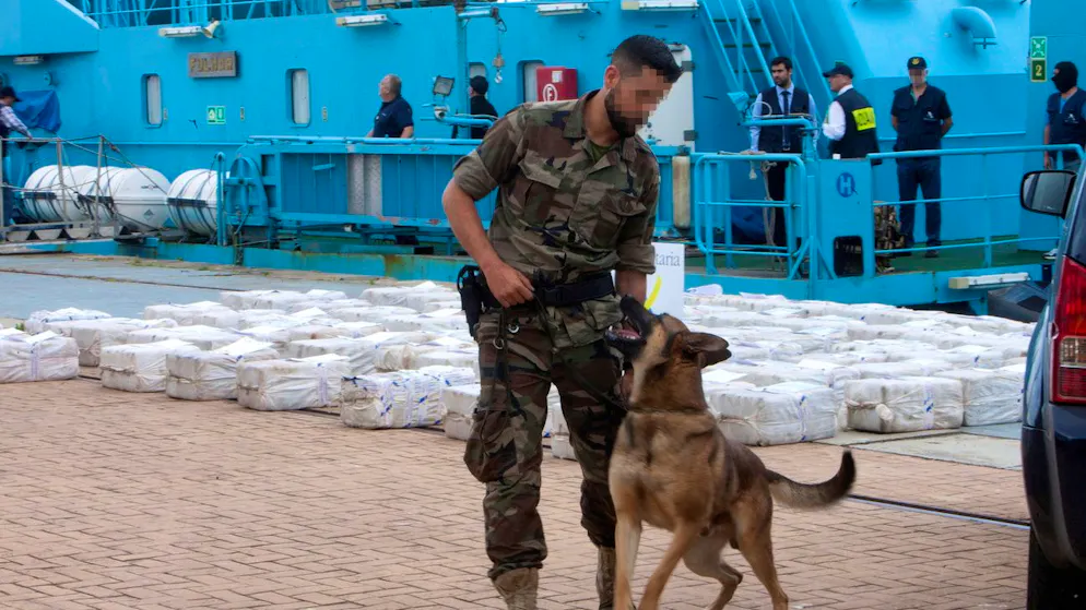 Ein spanischer Drogenspürhund hat im Hafen von Vigo Kokain erschnüffelt.