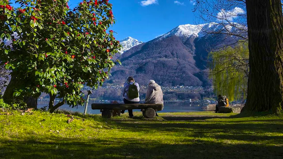 Locarno celebrates the camellia and the beginning of spring - Gallery. There is still snow on the mountain peaks of Ticino. But the camellias are already in bloom on Lake Maggiore.