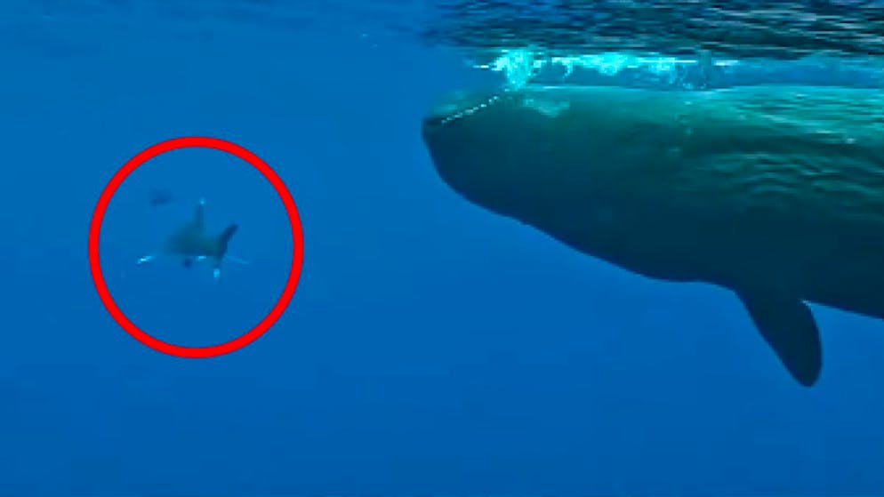 Una scorta molto particolare. Due capodogli salvano un sub da un attacco di uno squalo. Ecco come è successo