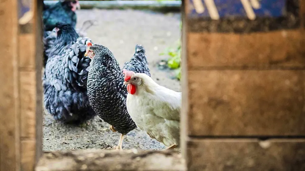 Following outbreaks of bird flu, eggs are scarce and expensive in the USA. (archive picture)
