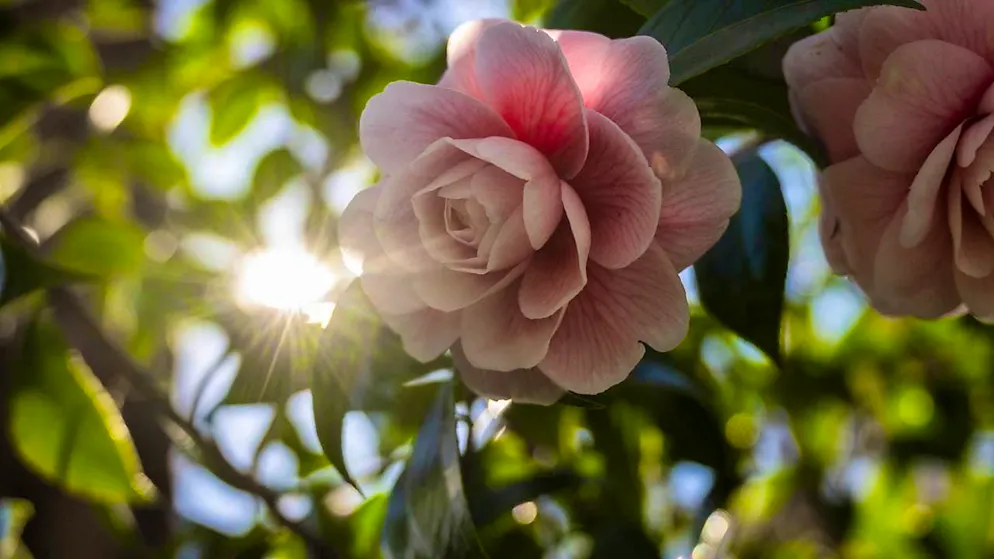 Locarno celebrates the camellia and the beginning of spring - Gallery. Just in time for the start of spring, the 26th International Camellia Show in Locarno invites you to stroll and dream.