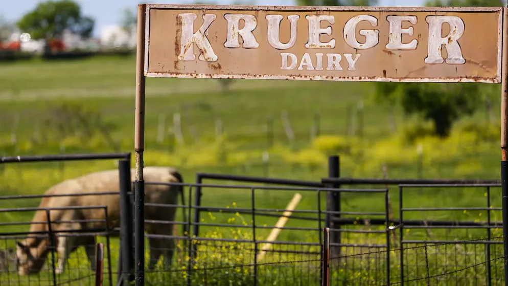 Eine Farm in Austin, Texas: Auch Rinder sind. nun von der Vogelgrippe betroffen.