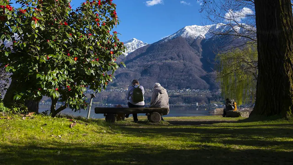 Locarno feiert die Kamelie und den Frühlingsbeginn - Gallery. Noch liegt Schnee auf den Berggipfeln des Tessins. Doch am Lago Maggiore blühen bereits die Kamelien.