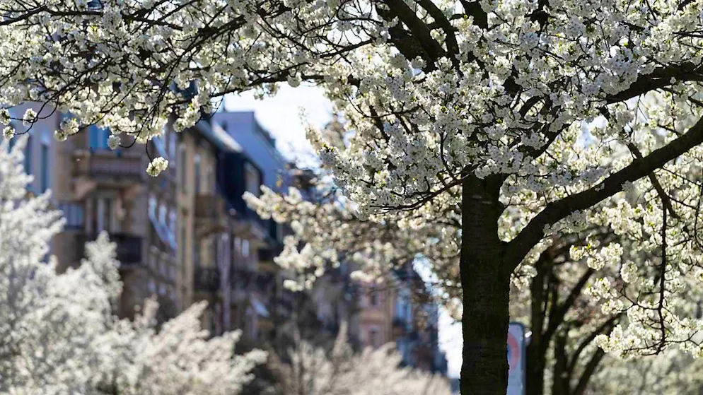 Trees in neighborhoods are not only pretty, they could also save lives, according to a study. (archive image)