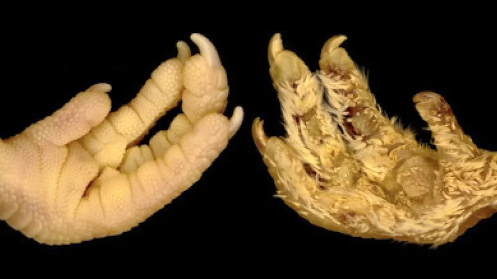 Schweizer Forscher lassen Hühnerembryos Dinosaurierfedern wachsen - Gallery. In einem früheren Experiment liessen die Forschenden Hühnern Federn an den Füssen wachsen, indem sie den gleichen Signalweg aktivierten.