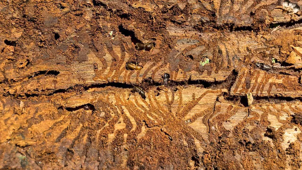Higher temperatures can accelerate the development of bark beetle larvae. (archive picture)