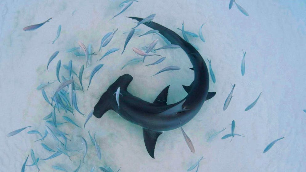 Hammerhaie sind besonders anfällig für Überfischung. 