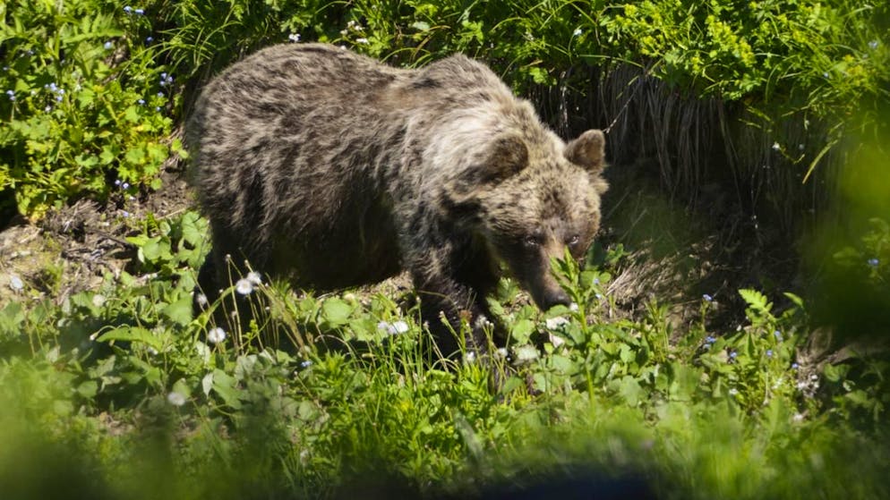 ARCHIV - Ein Braunbär ist im Tal Zadné Medodoly in Tatranská Javorina unterwegs. In der Slowakei gibt es mehr als tausend frei lebende Braunbären. Foto: Milan Kapusta/tasr/dpa/Archivbild