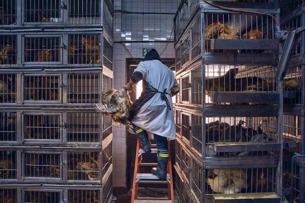 Chicken farming in New York.