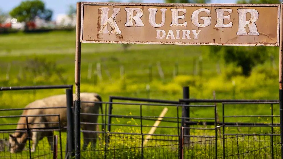 A farm in Austin, Texas: cattle are now also affected by bird flu.