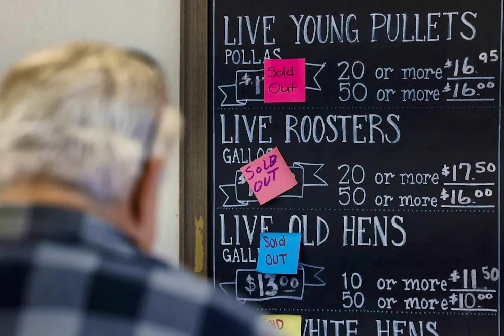 Not only the prices for eggs, but also for live animals are soaring in California.