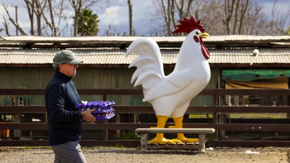 A customer buys eggs at Maust's California Poultry in the Californian town of Chino on March 6,