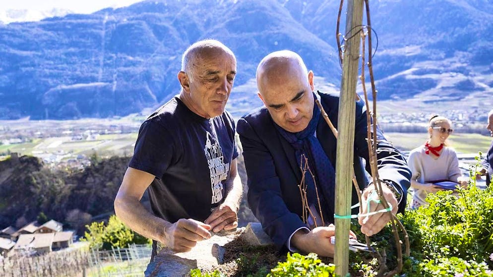 Alain Berset prunes a vine in the Farinet vineyard in Saillon VS) under the expert eye of winegrower Pierre-Antoine Crettenand.