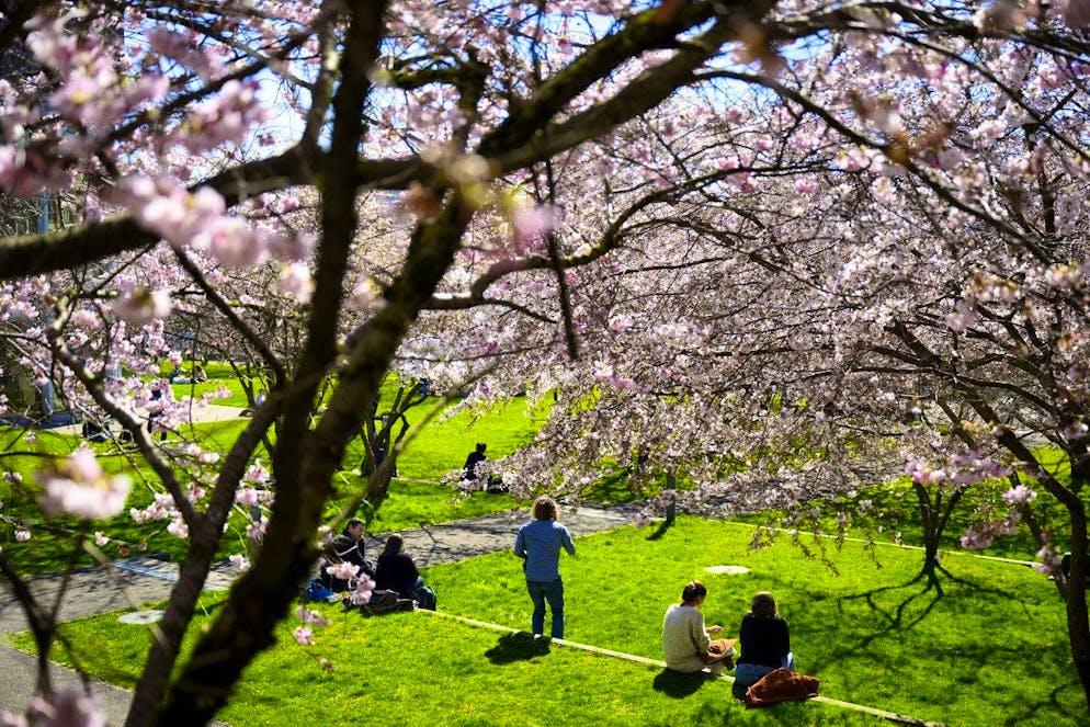 The cherry blossoms in Mon-Repos Park in Lausanne.