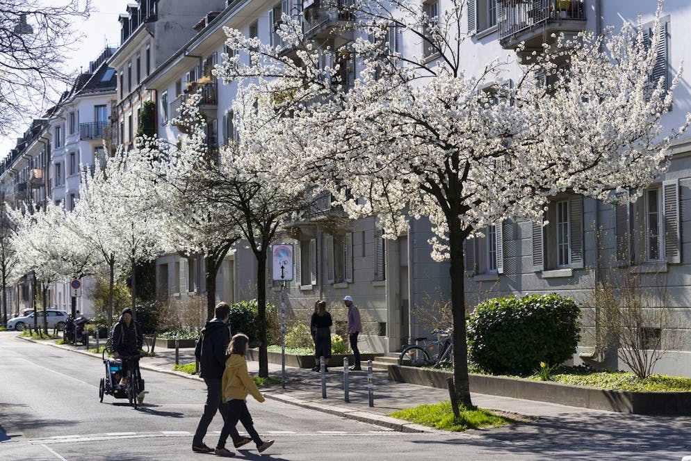 Die Zentralstrasse in Zürich wird von Zierkirschen geschmückt.