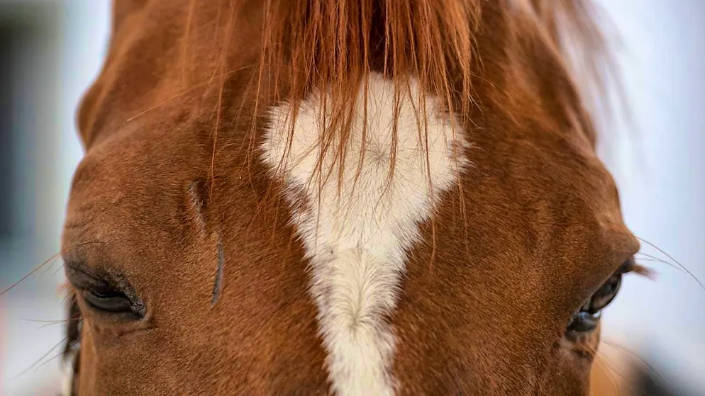 A good relationship between humans and horses is a prerequisite for a synchronized heartbeat. (archive picture)