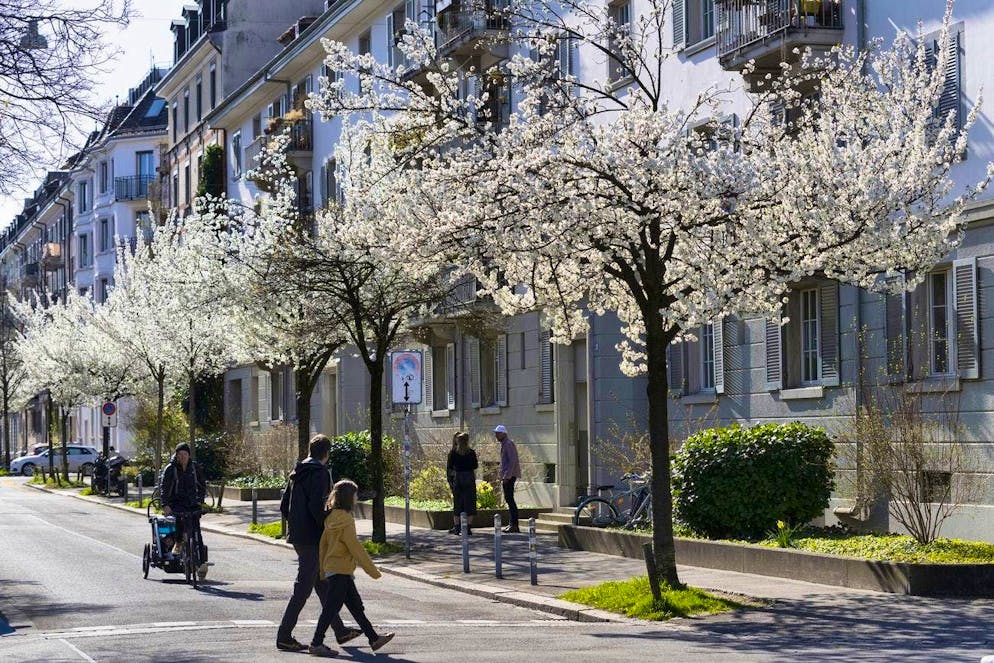 Zentralstrasse in Zurich is adorned with ornamental cherries.