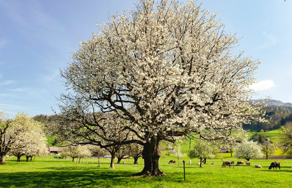 Ebenfalls einen Besuch wert ist das ehemalige Chriesidorf Steinen.