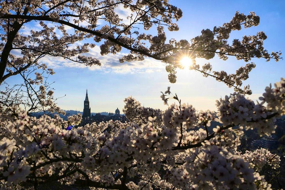 The rose garden in Bern not only offers a great view over the city, but you can also admire the blossoming trees.