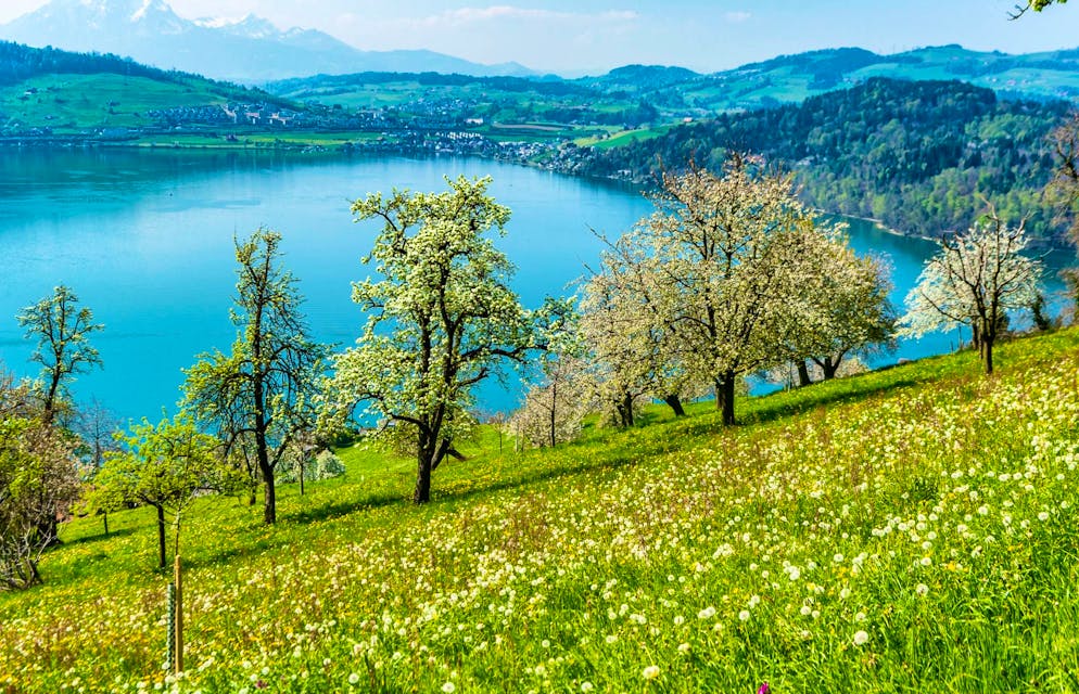 The "Chriesiwanderung" from Zug to Goldau leads past beautiful places.
