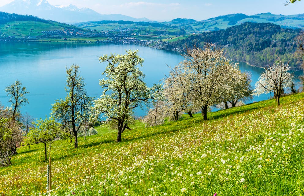 Die «Chriesiwanderung» von Zug nach Goldau führt an wunderschönen Orten vorbei.